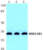 HSD11B1 Antibody in Western Blot (WB)