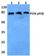 PIK3R2 Antibody in Western Blot (WB)