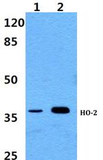 Heme oxygenase 2 Antibody in Western Blot (WB)