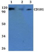 CD101 Antibody in Western Blot (WB)