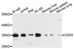 CD53 Antibody in Western Blot (WB)