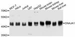 HDJ2 Antibody in Western Blot (WB)