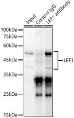 LEF1 Antibody in Immunoprecipitation (IP)