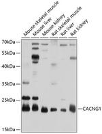 CACNG1 Antibody in Western Blot (WB)