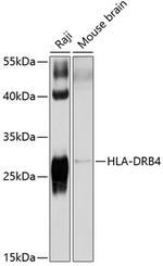 HLA-DRB4 Antibody in Western Blot (WB)