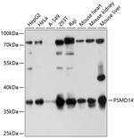PSMD14 Antibody in Western Blot (WB)