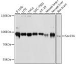 SEC23A Antibody in Western Blot (WB)