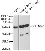 SELENBP1 Antibody in Western Blot (WB)