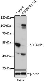 SELENBP1 Antibody in Western Blot (WB)