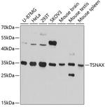 TSNAX Antibody in Western Blot (WB)