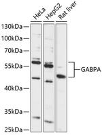 GABPA Antibody in Western Blot (WB)