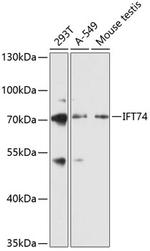 CMG1 Antibody in Western Blot (WB)