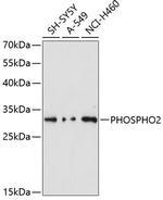 PHOSPHO2 Antibody in Western Blot (WB)