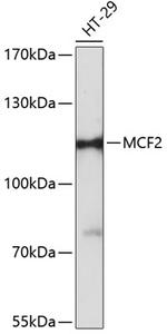 MCF2 Antibody in Western Blot (WB)