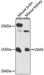 LSM3 Antibody in Western Blot (WB)