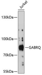 GABRQ Antibody in Western Blot (WB)