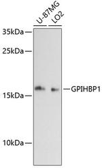 GPIHBP1 Antibody in Western Blot (WB)