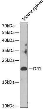 DR1 Antibody in Western Blot (WB)