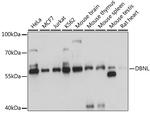 HIP55 Antibody in Western Blot (WB)