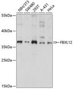 FBXL12 Antibody in Western Blot (WB)