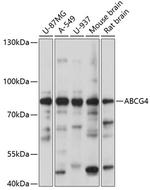 ABCG4 Antibody in Western Blot (WB)