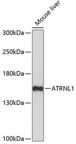 ATRNL1 Antibody in Western Blot (WB)