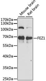 FEZ1 Antibody in Western Blot (WB)