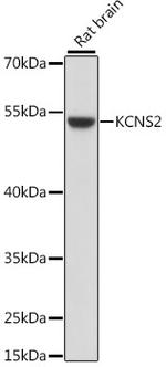 KCNS2 Antibody in Western Blot (WB)