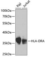 HLA-DRA Antibody in Western Blot (WB)