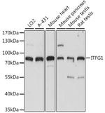 ITFG1 Antibody in Western Blot (WB)
