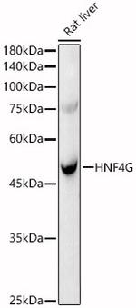 HNF4G Antibody in Western Blot (WB)
