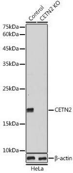 Centrin 2 Antibody