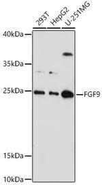 FGF9 Antibody in Western Blot (WB)