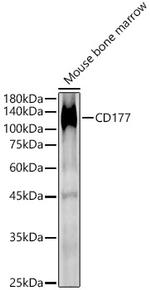 CD177 Antibody in Western Blot (WB)