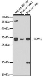 RDM1 Antibody in Western Blot (WB)