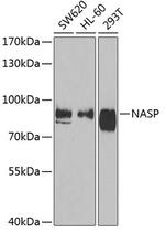 NASP Antibody in Western Blot (WB)
