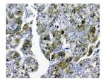 SQSTM1 Antibody in Immunohistochemistry (Paraffin) (IHC (P))