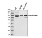 MSK1 Antibody in Western Blot (WB)