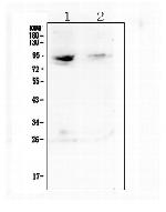RASAL1 Antibody in Western Blot (WB)
