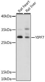 YIPF7 Antibody in Western Blot (WB)