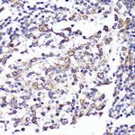 CD62L Antibody in Immunohistochemistry (Paraffin) (IHC (P))