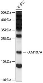 FAM107A Antibody in Western Blot (WB)