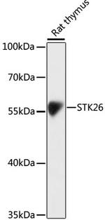MST4 Antibody in Western Blot (WB)
