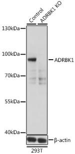 GRK2 Antibody