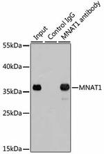 MNAT1 Antibody in Immunoprecipitation (IP)