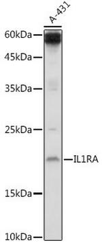 IL1RA Antibody in Western Blot (WB)