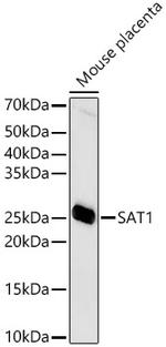 SAT1 Antibody in Western Blot (WB)
