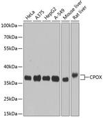 CPOX Antibody in Western Blot (WB)
