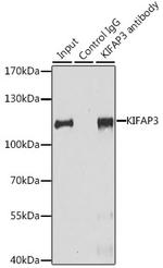 KAP3 Antibody in Immunoprecipitation (IP)