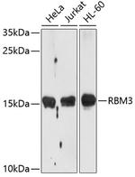 RBM3 Antibody in Western Blot (WB)